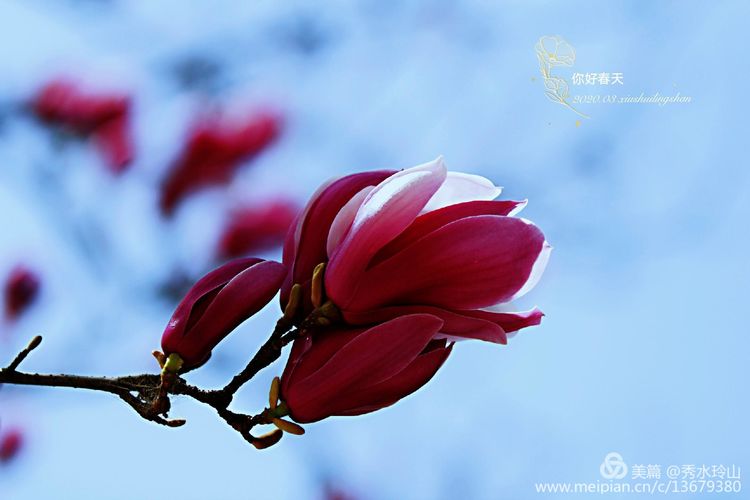 你好，春天